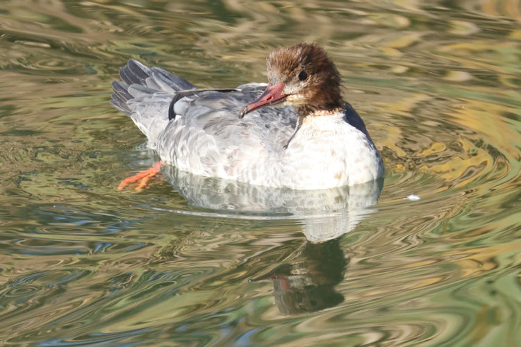 Mergus merganser: Bild 4