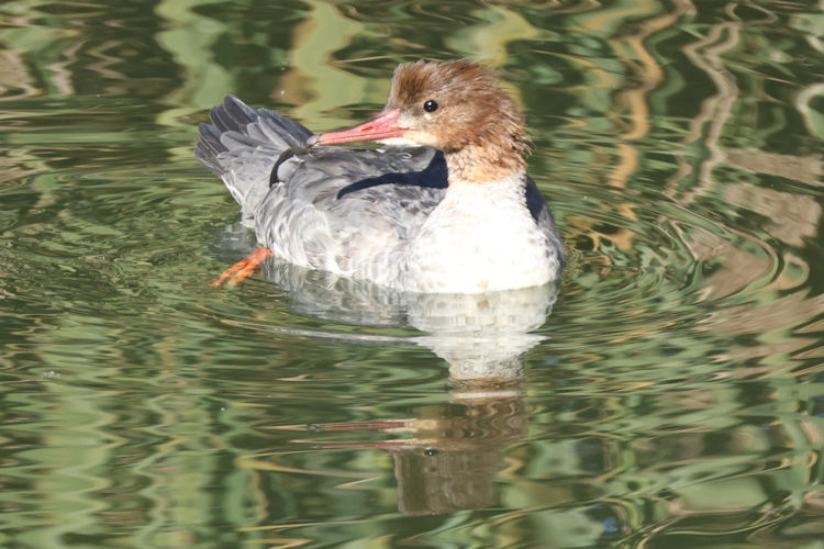 Mergus merganser: Bild 5