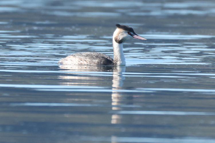 Podiceps cristatus: Bild 14
