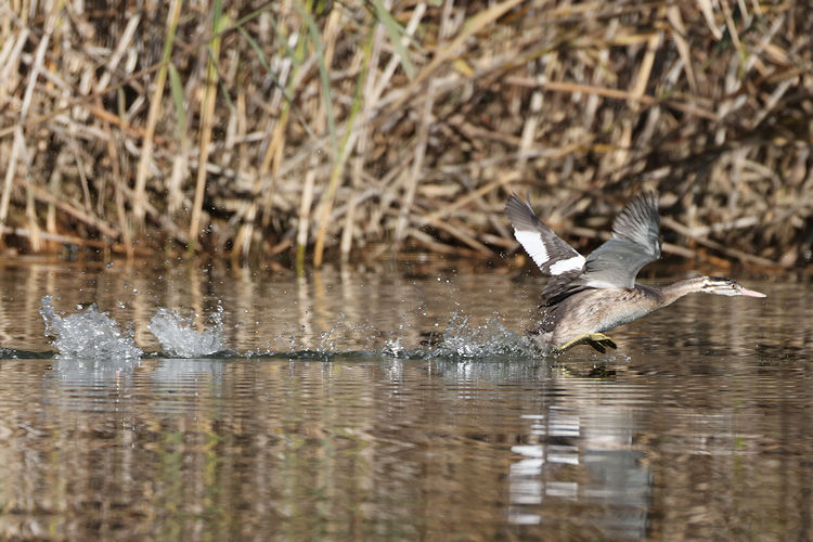 Podiceps cristatus: Bild 15