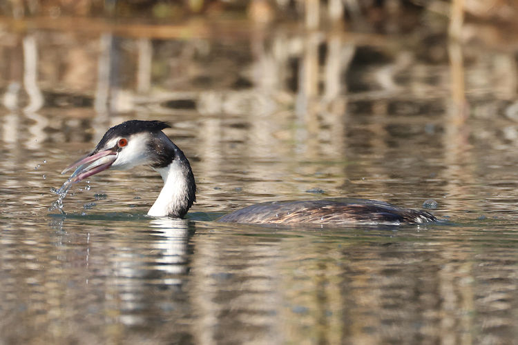 Podiceps cristatus: Bild 17
