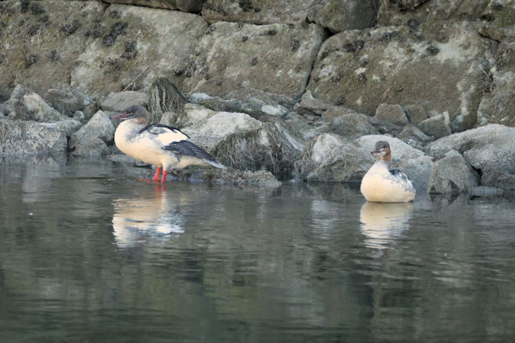 Mergus merganser: Bild 6