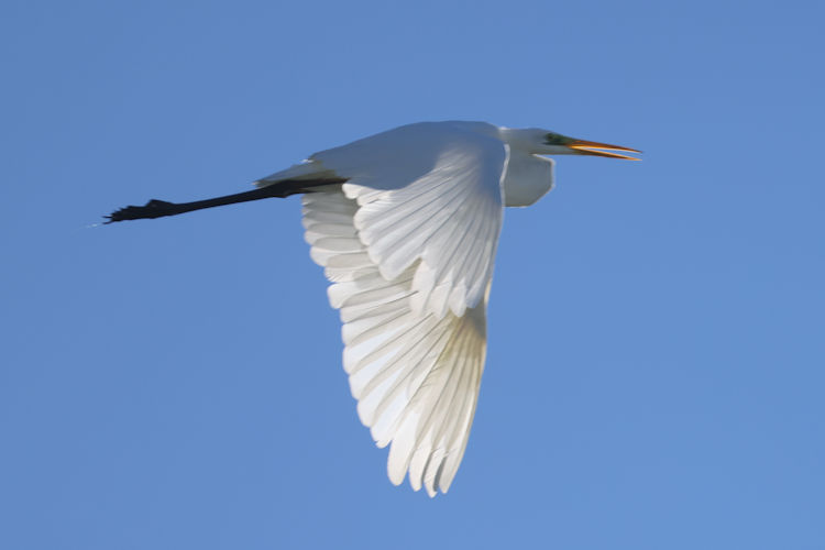 Ardea alba: Bild 6