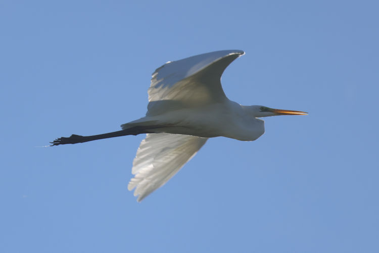 Ardea alba: Bild 7